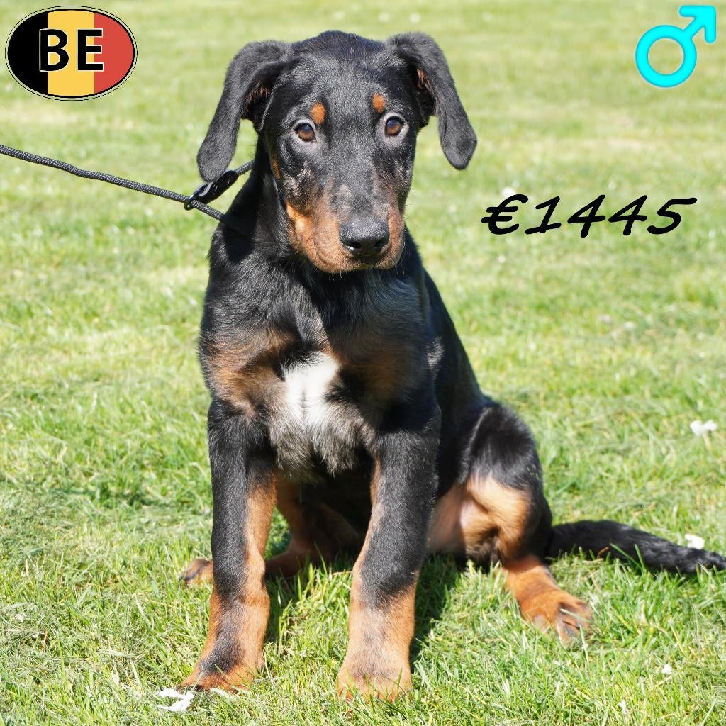 Beauceron (Arlequin) mâle à vendre (chiot belge), Animaux & Accessoires, 15 semaines à 1 an, Commerçant, Chien (mâle), Autres races