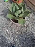 Planten, Jardin & Terrasse, Enlèvement