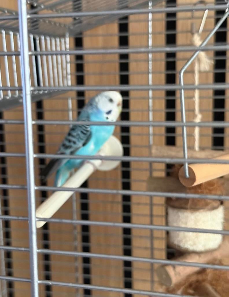 Grasparkiet, Dieren en Toebehoren, Tam