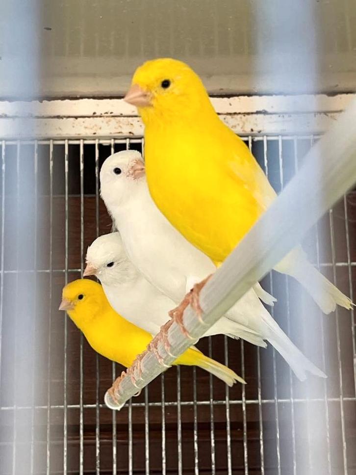 Mooie kanariemans ,in vele mooie kleuren !!!, Dieren en Toebehoren, Vogels | Kanaries