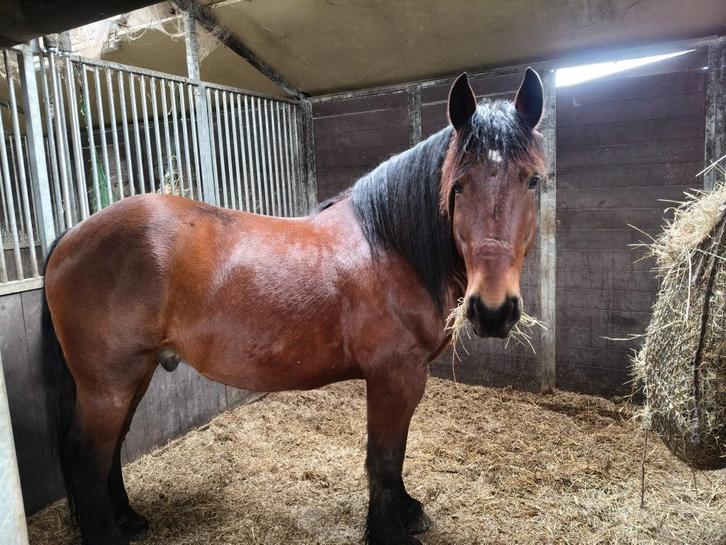 Paard zoekt mens, Animaux & Accessoires, Chevaux, Hongre, 160 à 165 cm, Avec puce électronique, Vermifugé, Vacciné
