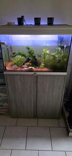 Aquarium atlantics, Animaux & Accessoires, Poissons | Aquariums & Accessoires, Enlèvement, Utilisé, Aquarium d'eau douce rempli