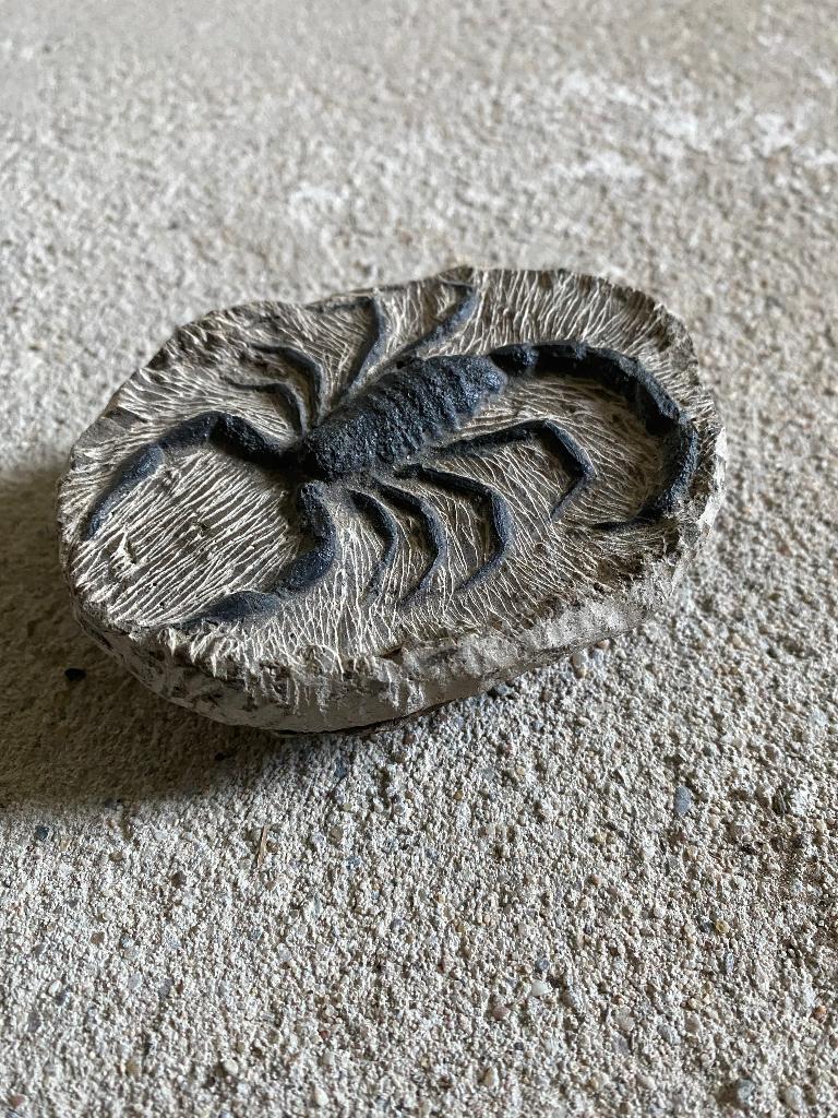 Fossiel schorpioen replica, Ophalen of Verzenden, Fossiel