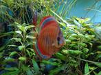 Discus Red cover, Dieren en Toebehoren, Vis, Zoetwatervis, Schoolvis