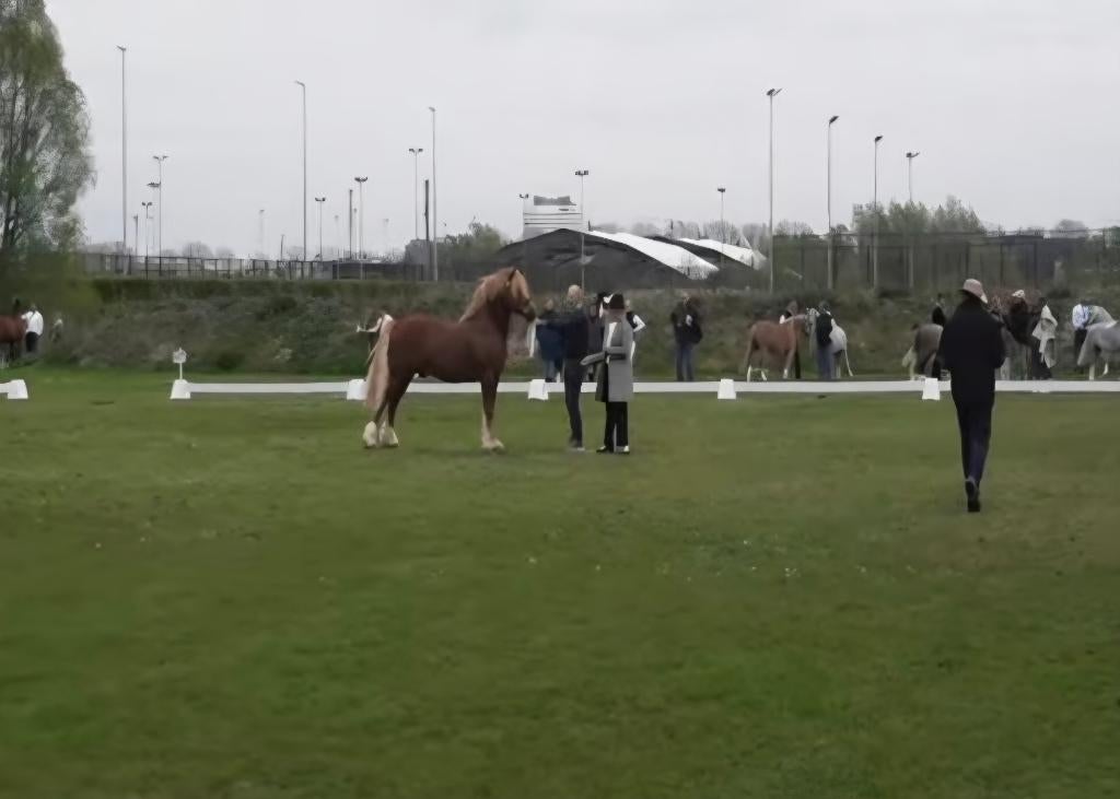 Welsh Cob Stallion Premium, Animaux & Accessoires, Poneys, Étalon, Poney D (1.37 m à 1.48m), Avec pedigree, 7 à 10 ans
