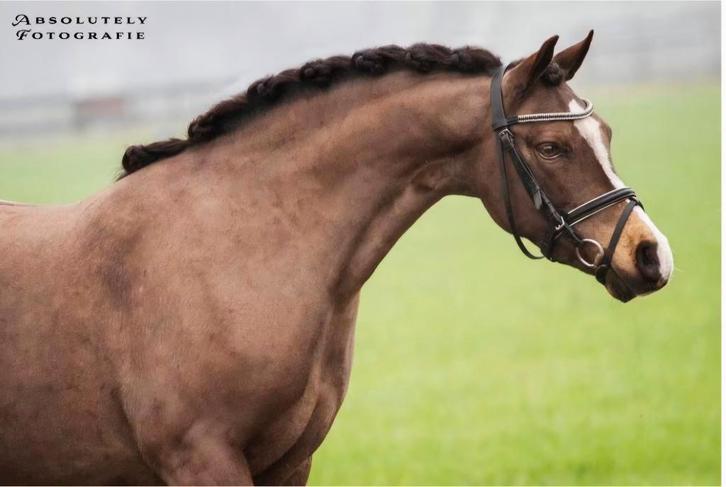 Prachtige B pony, Dieren en Toebehoren, Pony's, Merrie, B