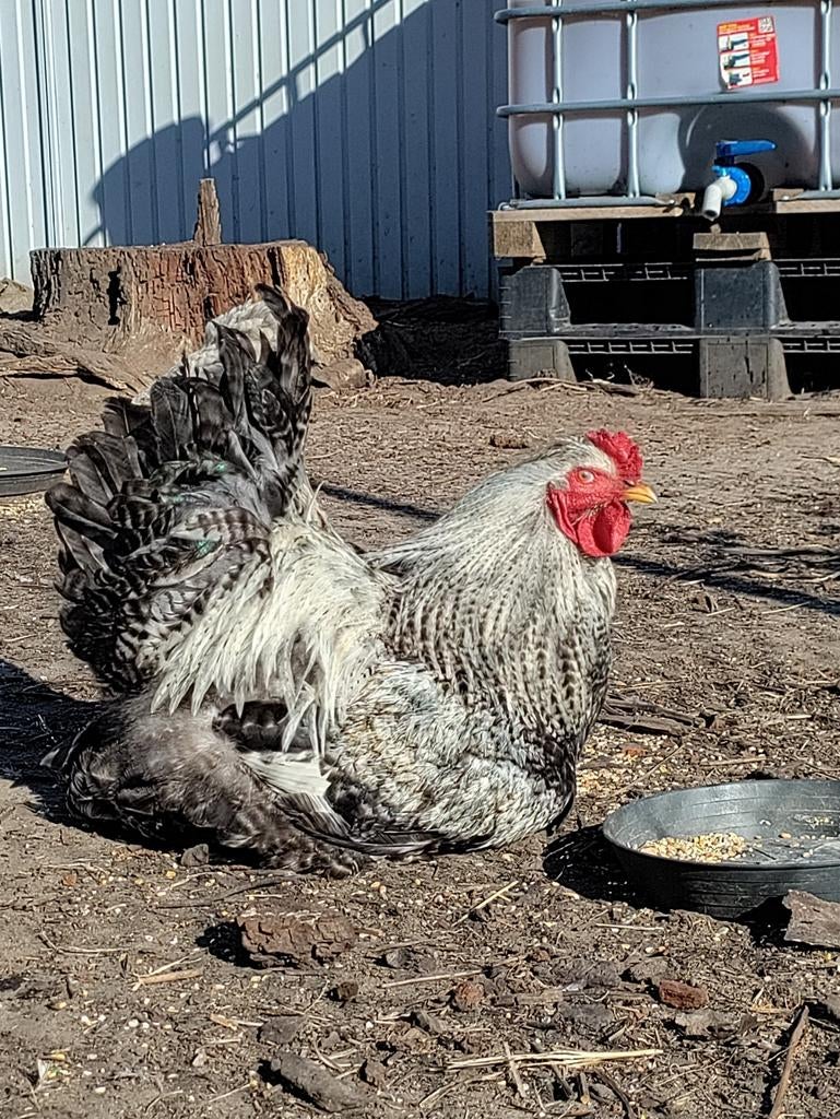 Trio kippen, Plusieurs animaux, Poule ou poulet
