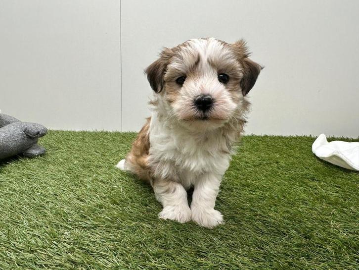 Portée de chiots Bichon Havanais, Animaux & Accessoires, Chiens | Chihuahuas & Chiens de compagnie, Plusieurs animaux, Autres races