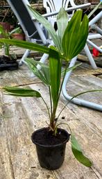 Palmier jeune pousse, Tuin en Terras, Ophalen, Minder dan 100 cm, Overige soorten