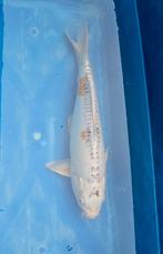 japanse kois, Dieren en Toebehoren