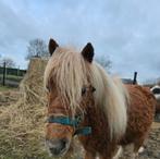 Superlief kinderpony ruintje, Dieren en Toebehoren, Pony's, Ruin