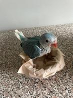Witkopwitstaart halsbandparkiet, Dieren en Toebehoren, Vogels | Parkieten en Papegaaien, Tam