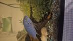 Moet weg wegens te kleine aquarium had hem van kleins, Diversen, Levensmiddelen, Ophalen