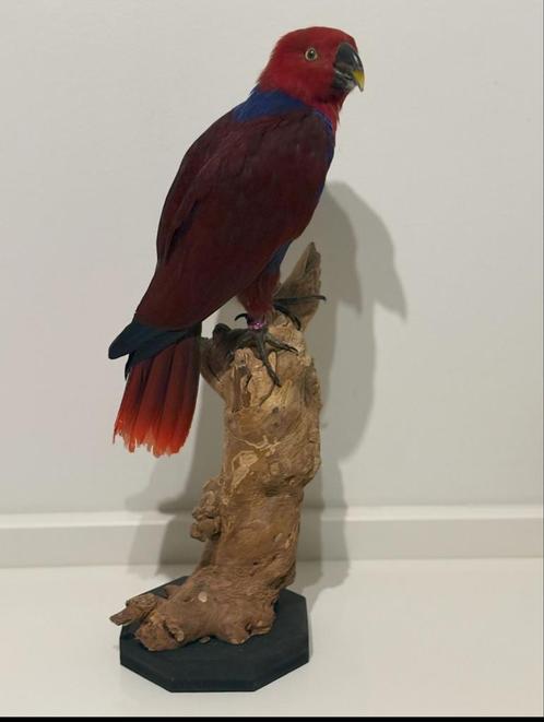 Opgezette vrouwelijke edelpapegaai - Wildernis Atelier, Verzamelen, Dierenverzamelingen, Nieuw, Opgezet dier, Vogel, Ophalen of Verzenden
