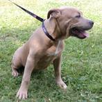 "Sadie" Amerikaanse Staffordshire Terrier - pup te koop, Dieren en Toebehoren, Honden | Jack Russells en Terriërs, 15 weken tot 1 jaar