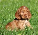 Engelse cocker pups, Dieren en Toebehoren, Honden | Retrievers, Spaniëls en Waterhonden, België, Reu, CDV (hondenziekte), 8 tot 15 weken