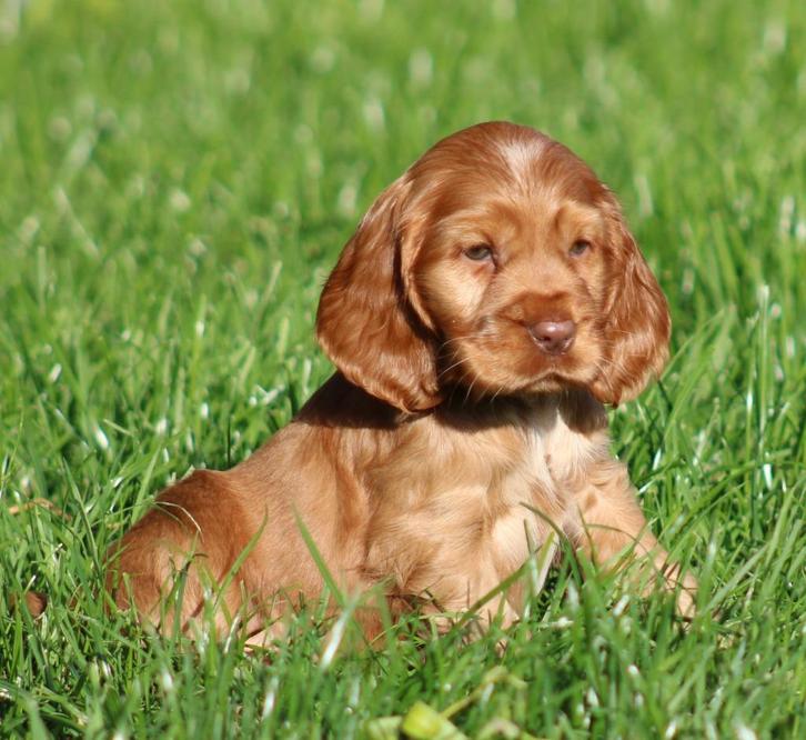 Engelse cocker pups, Dieren en Toebehoren, Honden | Retrievers, Spaniëls en Waterhonden, Reu, Spaniël, Fokker | Professioneel