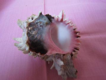 Prachtige schelp van de gastropod-slak „Chicoreus”