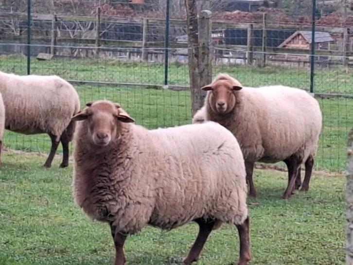 2jaar oude ardense voskop ram, Animaux & Accessoires, Moutons, Chèvres & Cochons, Mouton, Mâle, 0 à 2 ans