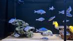 Malawi cichliden cyrtocara moori, Dieren en Toebehoren, Vissen | Aquariumvissen, Vis, Zoetwatervis, Schoolvis