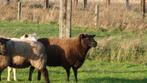 schaap, Schaap