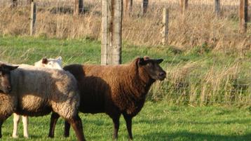 schaap, Mouton