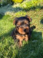 York Shire pups, België, Overige rassen, CDV (hondenziekte), 8 tot 15 weken
