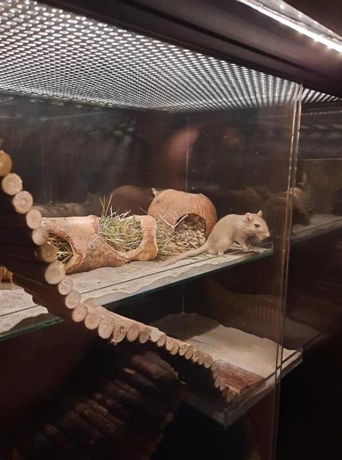 56x35x90 knaagdieren terrarium voor Ikea kast Besta lijn, Dieren en Toebehoren, Knaagdieren en Konijnen | Hokken en Kooien, Nieuw