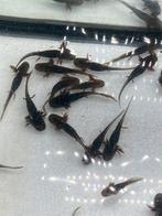 Jonge axolotls, Dieren en Toebehoren, Vissen | Aquariumvissen