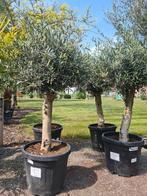 Olijfboom Olea Europaea, Ophalen, Olijfboom