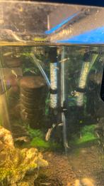 Baby guppys, Ophalen, Zo goed als nieuw