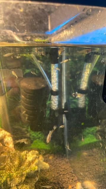 Baby guppys beschikbaar voor biedingen