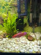 Betta vis vrouwtje, Dieren en Toebehoren, Ophalen