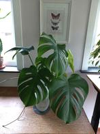 Monstera Deliciosa, gatenplant - hydrocultuur, echte plant, Huis en Inrichting, Kamerplanten, Ophalen, Overige soorten, Halfschaduw