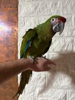 Soldaten ara pop 2025 handtam, Vrouwelijk, Papegaai, Geringd