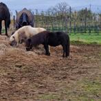 Zwarte Nmprs merrie, Dieren en Toebehoren, Pony's, Merrie, M, Met stamboom