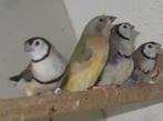 bichenow astrildes, Dieren en Toebehoren, Geslacht onbekend, Tropenvogel, Geringd