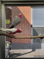 Rose kaketoe, Dieren en Toebehoren, Vogels | Parkieten en Papegaaien