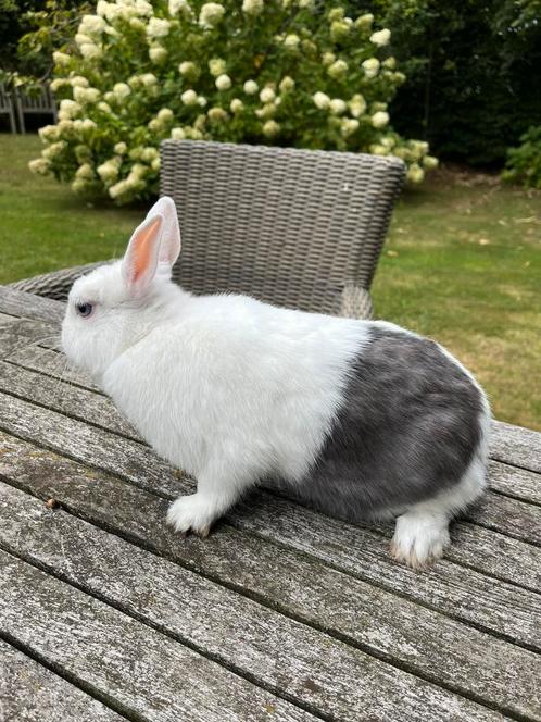 Blauw-bonte BO voerster kleurdwerg, Dieren en Toebehoren, Konijnen, Groot
