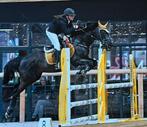 D-pony, Dieren en Toebehoren, Gechipt, Ruin, M, Springpony