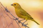 Safraanvink, Dieren en Toebehoren, Vogels | Overige Vogels, Mannelijk, Tropenvogel