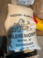 Schapen eten, Dieren en Toebehoren, Schapen, Geiten en Varkens