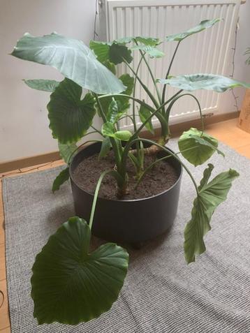 Grande plante dans son pot