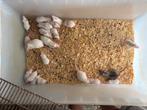 Voedermuizen, Dieren en Toebehoren, Reptielen en Amfibieën, Overige soorten, 0 tot 2 jaar