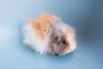 Mooie CH teddy cavia's, Dieren en Toebehoren, Knaagdieren, Cavia, Mannelijk, Januari, Tam