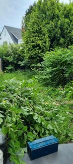 Tout de jardinage paysagiste, Tuin en Terras, Planten | Struiken en Hagen, Ophalen of Verzenden, Beukenhaag, Haag, 250 cm of meer