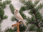 Isabel pastel wit. Isabel geel/pastel, Dieren en Toebehoren, Vogels | Kanaries, Kleurkanarie