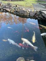 Vissen vijver, Dieren en Toebehoren, Vissen | Vijvervissen, Goudvis(sen)