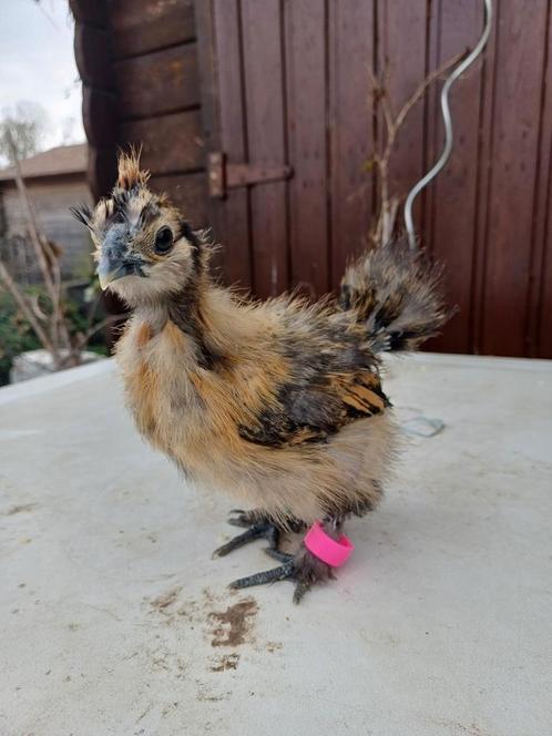 USA zijdehoender | Hen goudpatrijs, Dieren en Toebehoren, Pluimvee, Kip, Vrouwelijk