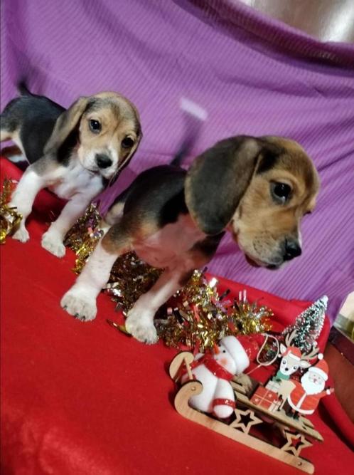 Beagle pups, Dieren en Toebehoren, Honden | Beagles, Bassets en Lopende honden, Meerdere dieren, Beagle, Fokker | Professioneel